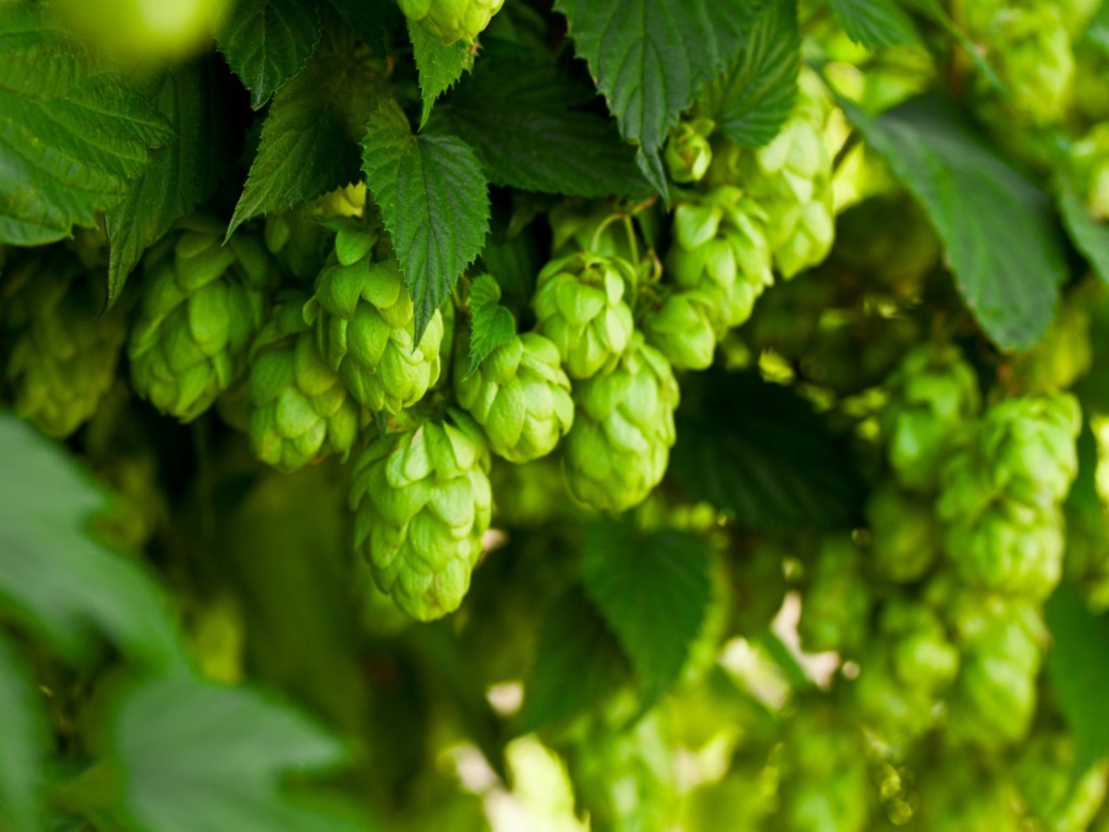 Hops growing on vines